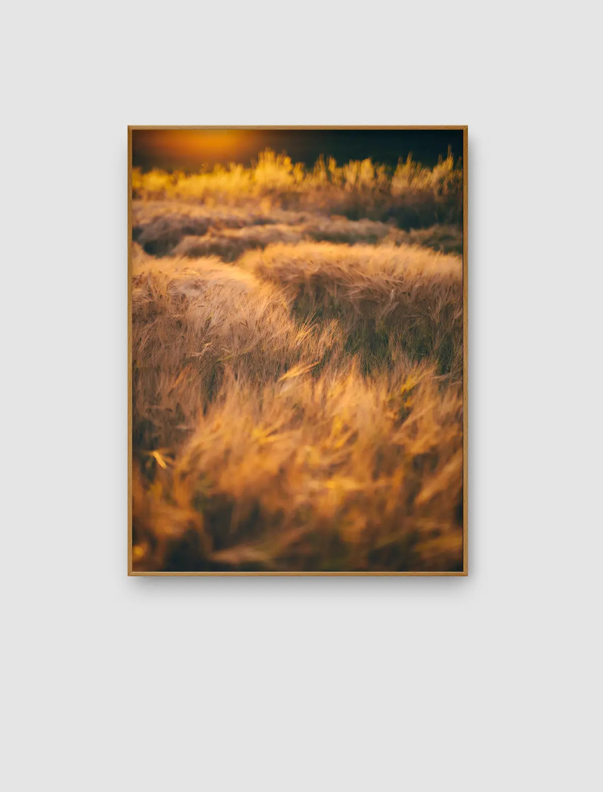 Golden Grassland Glow – goldenes Grasland im tiefen Abendlicht von Sonja Priller.
