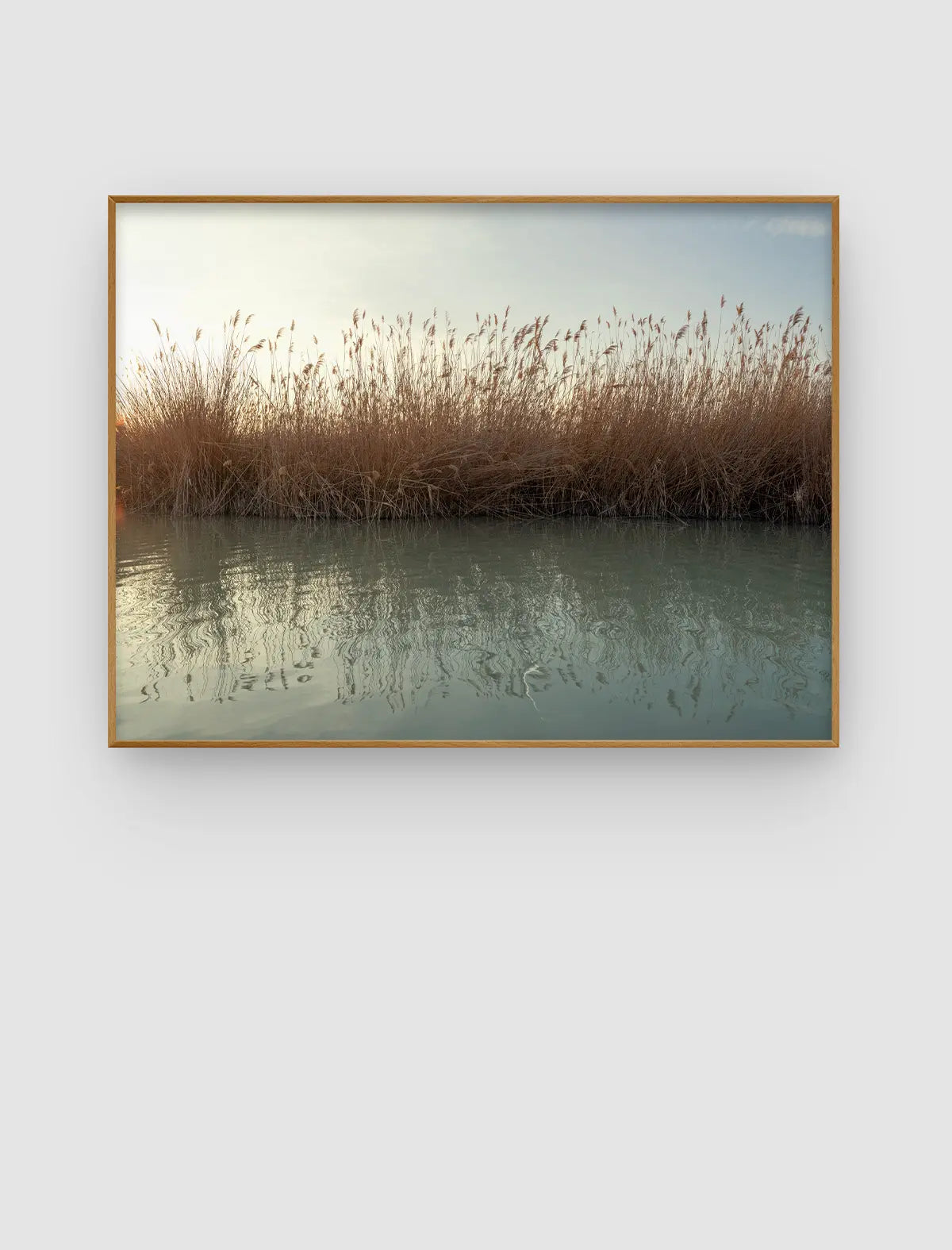Reed Mirror Stillness – ruhiges Uferbild mit hohem Schilf und Spiegelungen von Sonja Priller.