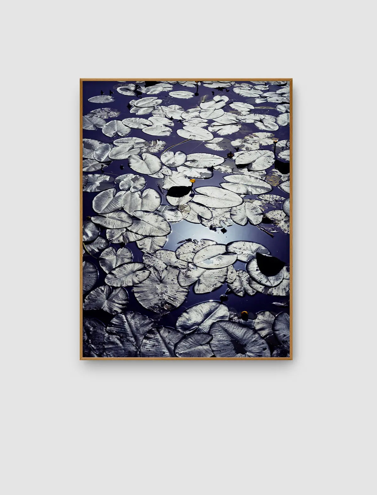Silver Pond Stillness – stilles Wasserbild mit silbrigen Blattflächen von Sonja Priller.