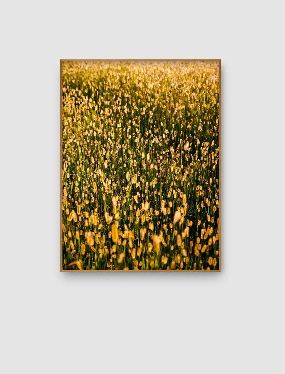 Golden Seed Meadow Light – goldgrünes Wiesenbild mit feinen Samenständen im Gegenlicht von Sonja Priller.