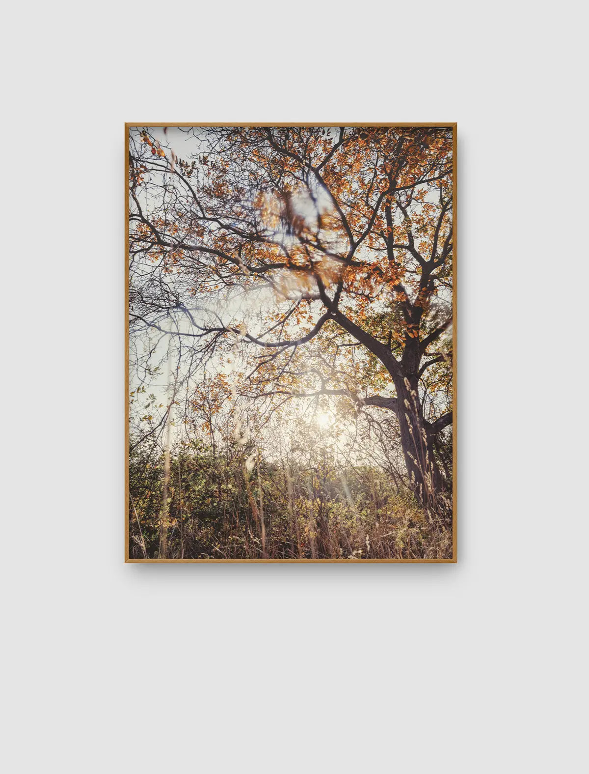 Autumn Canopy Light – lichtdurchfluteter Blick in eine wilde Baumstruktur von Sonja Priller.