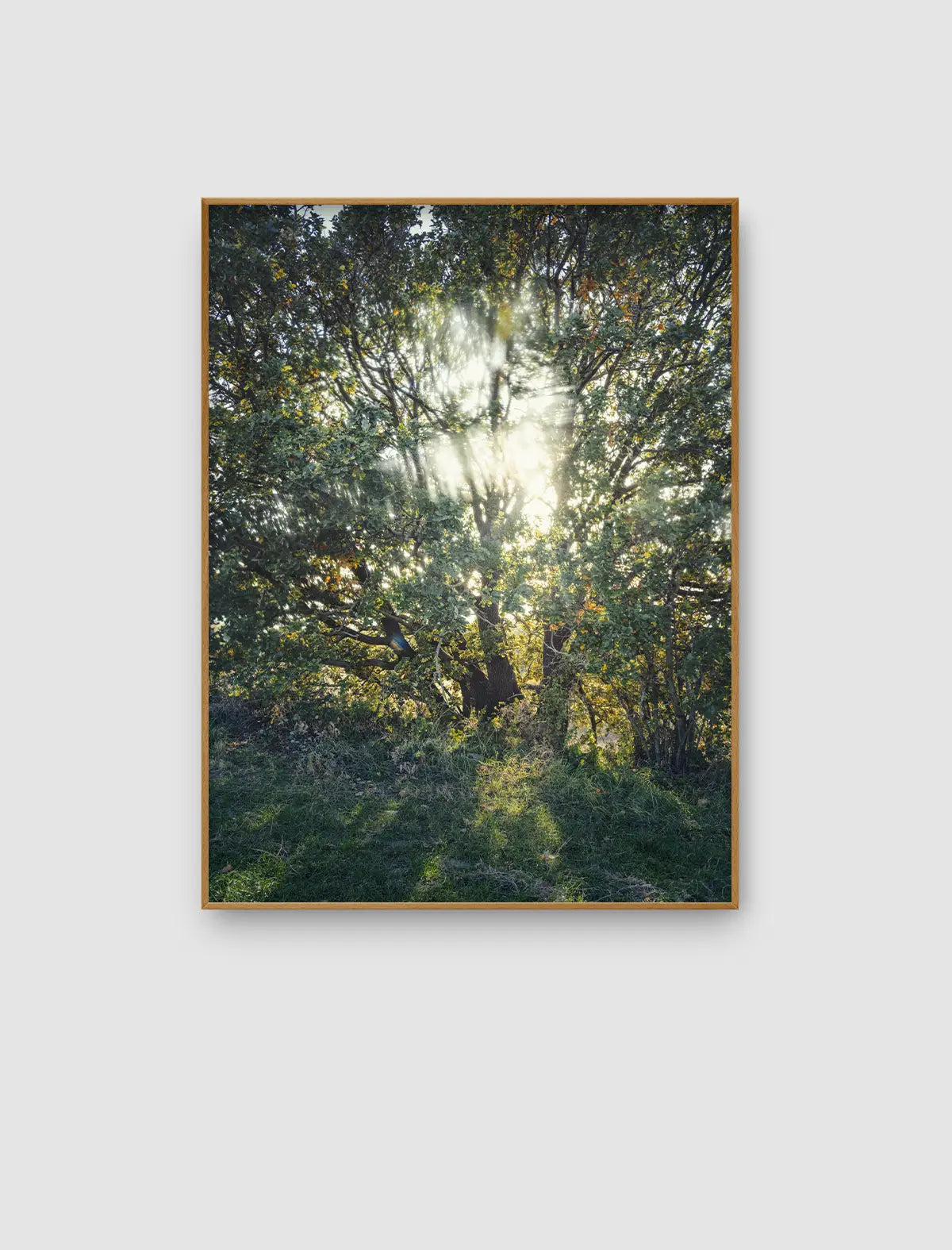 Sunlit Tree Presence – sonnengetragenes Baummotiv mit starker Lichtpräsenz von Sonja Priller.