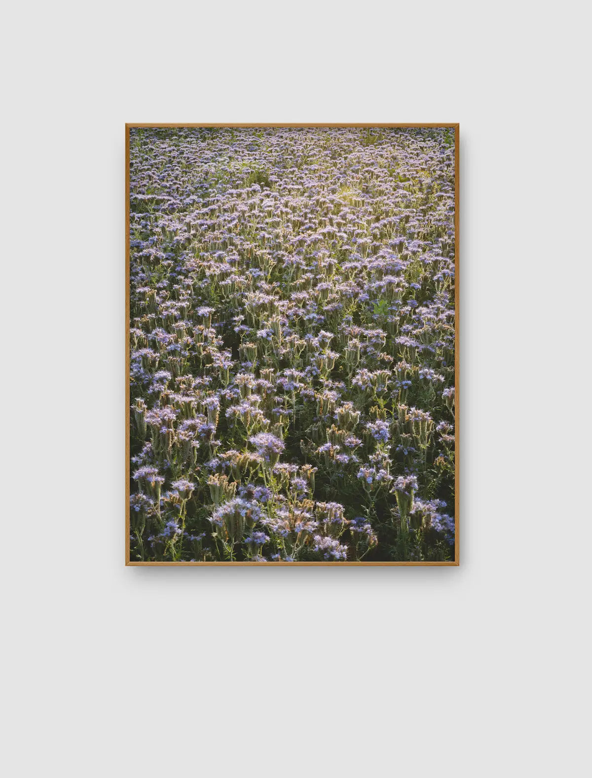 Lilac Field Glow – lichtdurchzogenes Blütenfeld in zarten Violett- und Grüntönen von Sonja Priller.