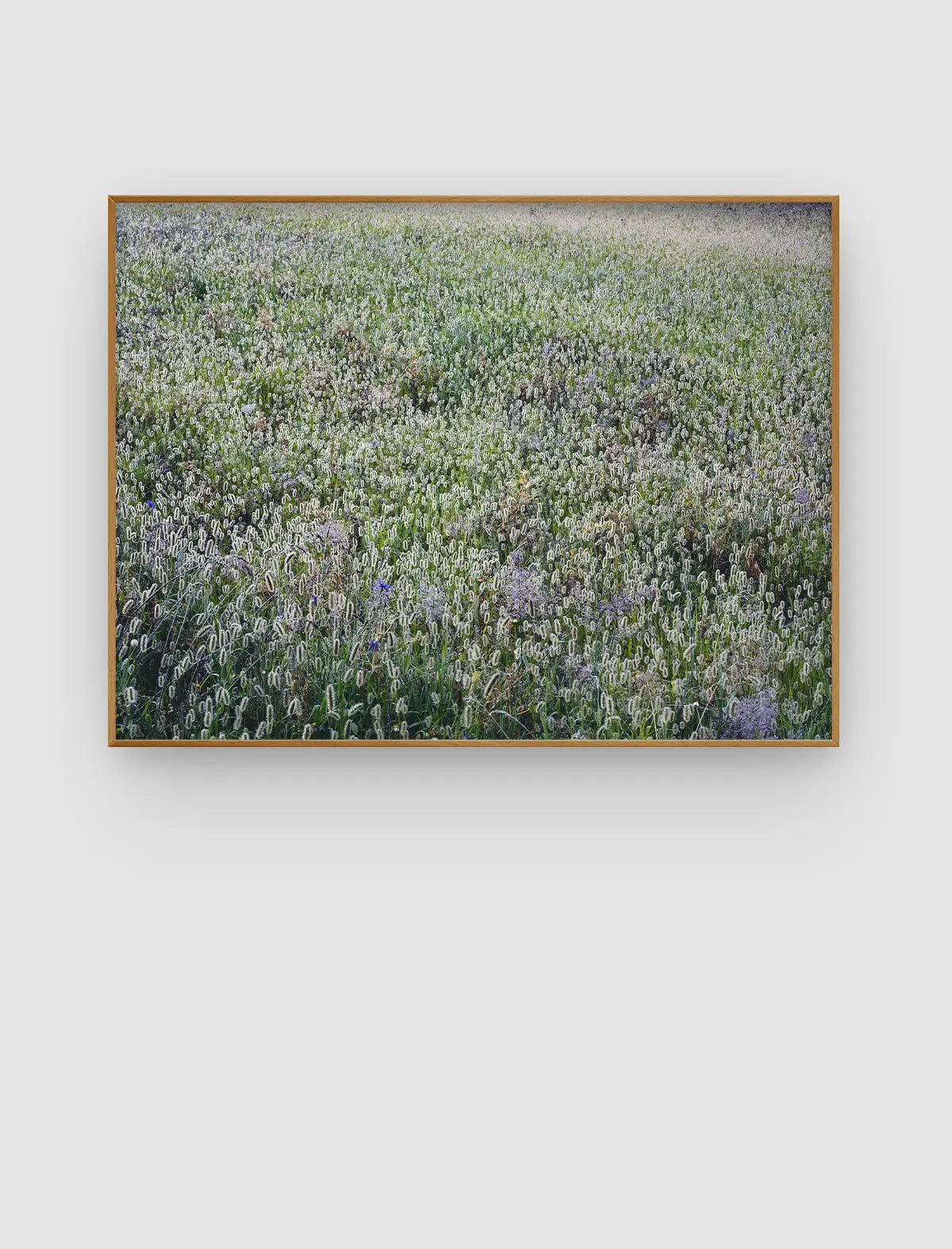 Silver Meadow Veil – lichtdurchzogenes Wiesenbild mit silbrig schimmernden Gräsern von Sonja Priller.
