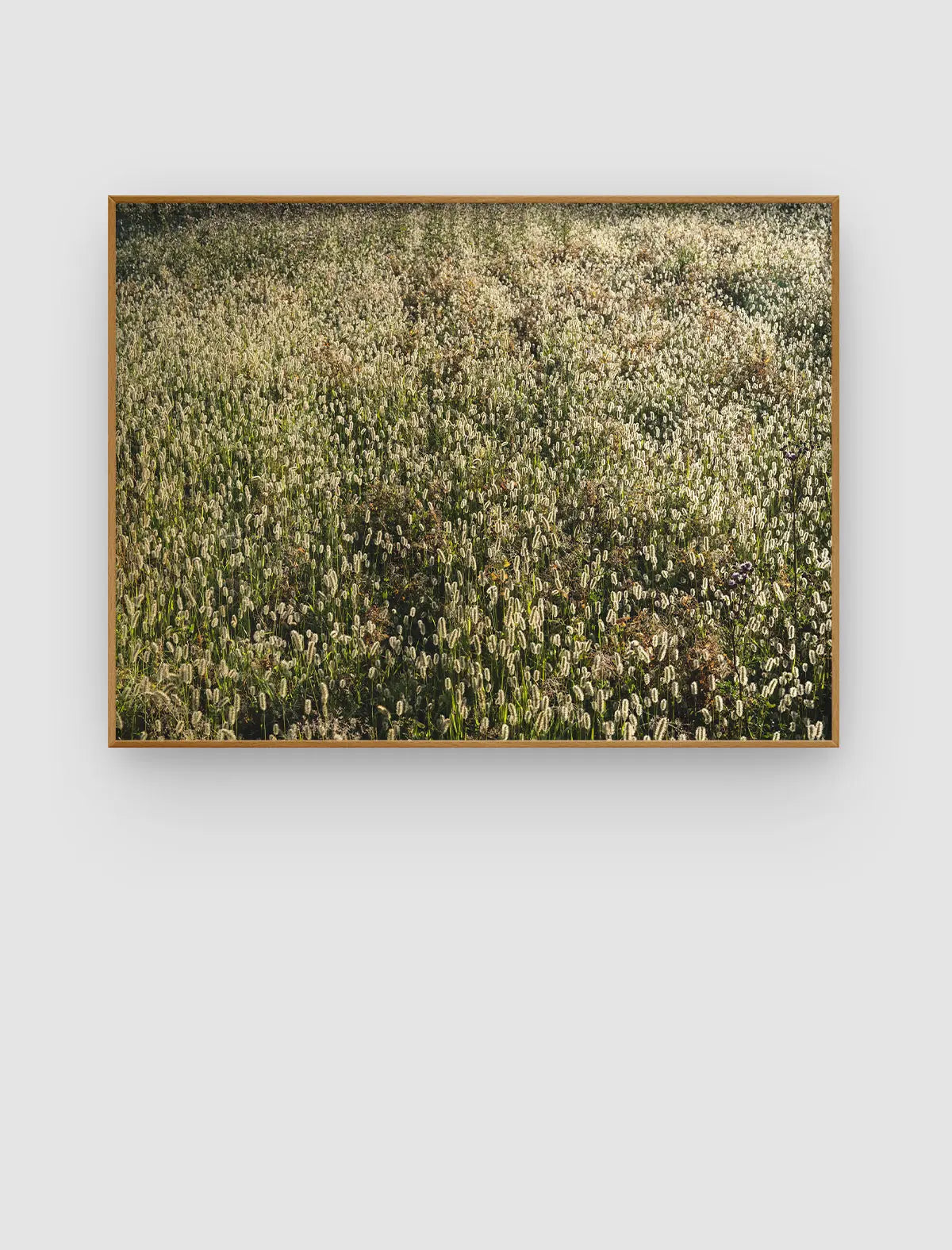 Golden Meadow Haze – dichtes Wiesenbild im warmen Gegenlicht von Sonja Priller.