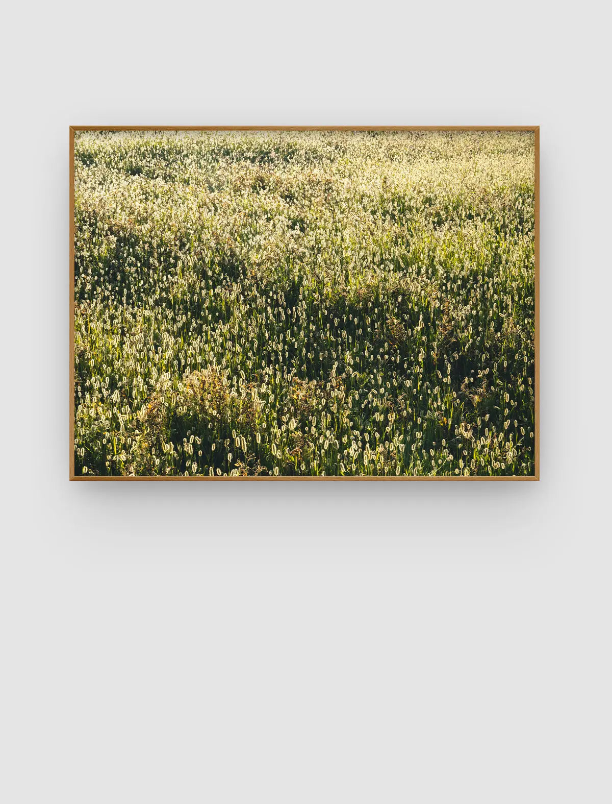 Sunlit Meadow Drift – lichtdurchzogenes Wiesenbild mit feinen Samenständen von Sonja Priller.