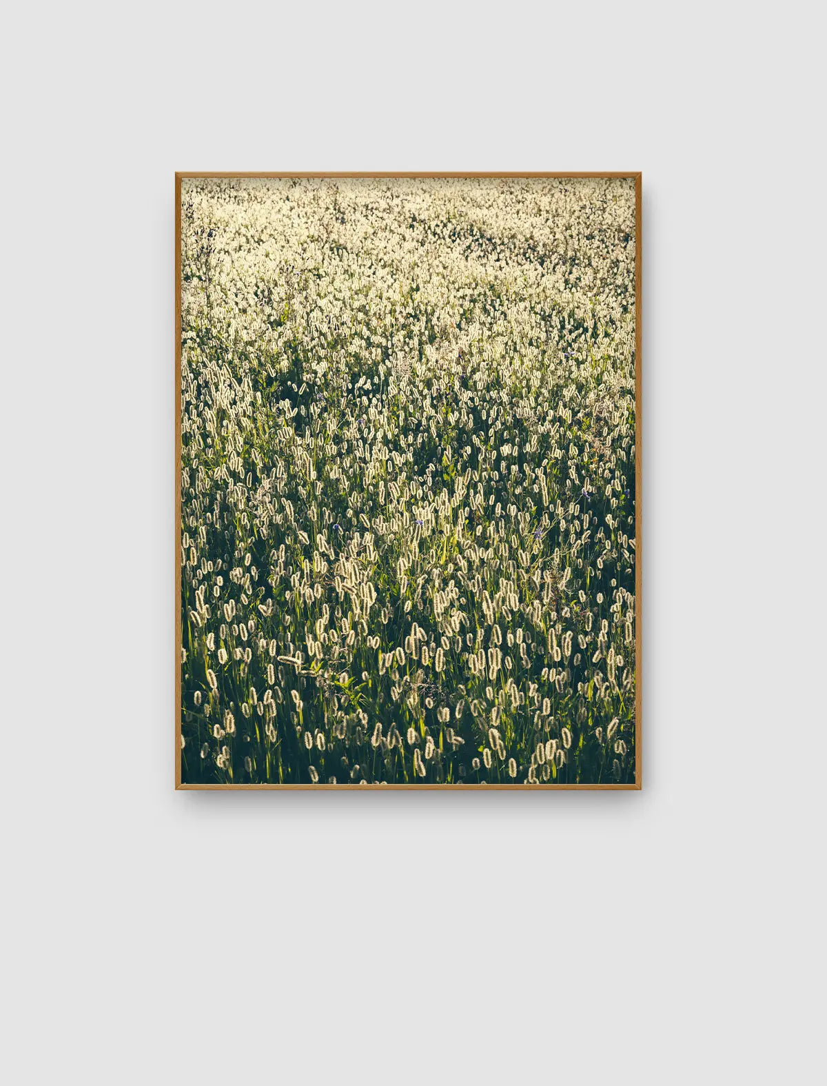 Luminous Meadow Rise – aufrechtes Wiesenbild mit silbrig leuchtenden Gräsern im Gegenlicht von Sonja Priller.