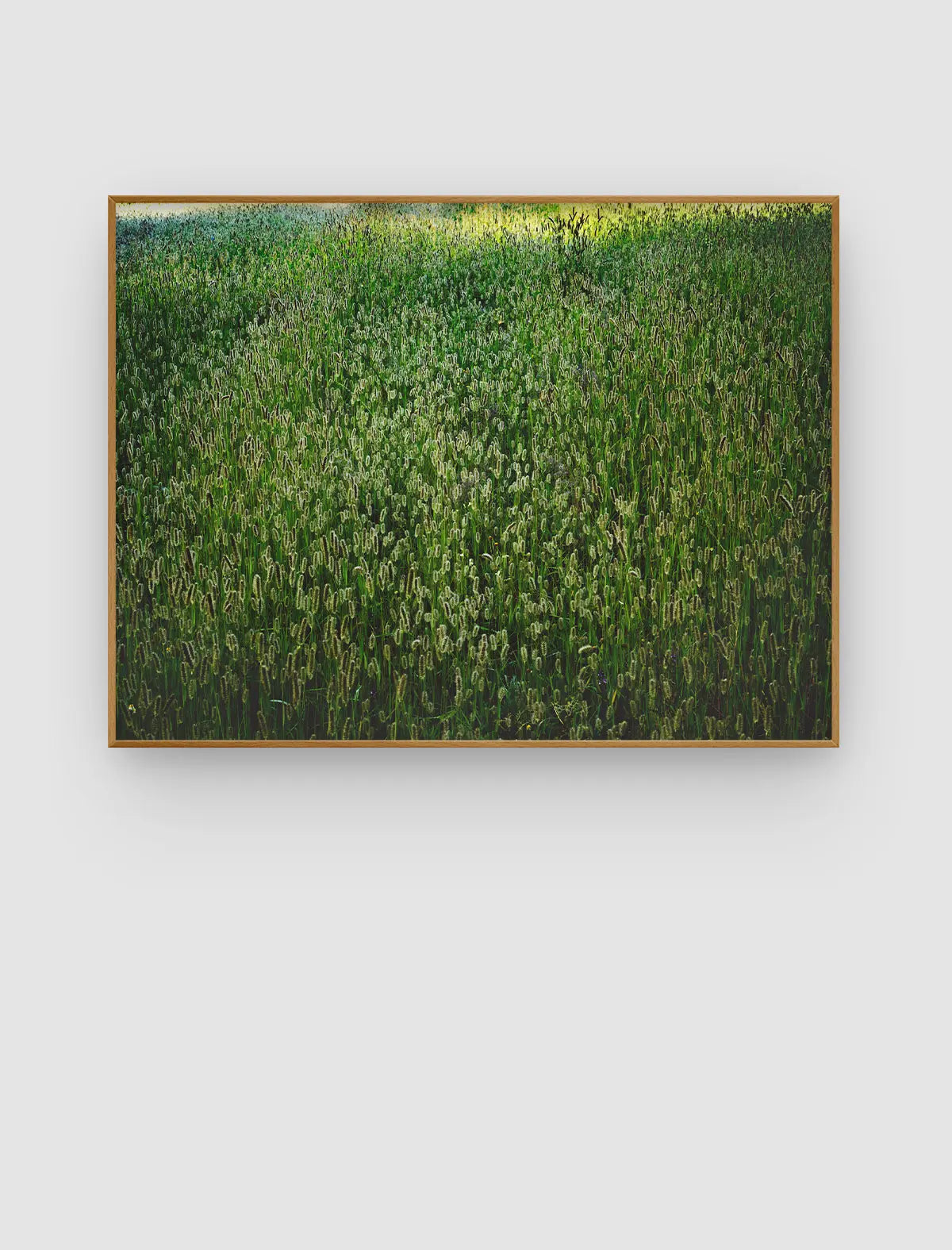 Verdant Meadow Veil – dichtes Wiesenbild mit frischem Grün und feinen Samenständen von Sonja Priller.