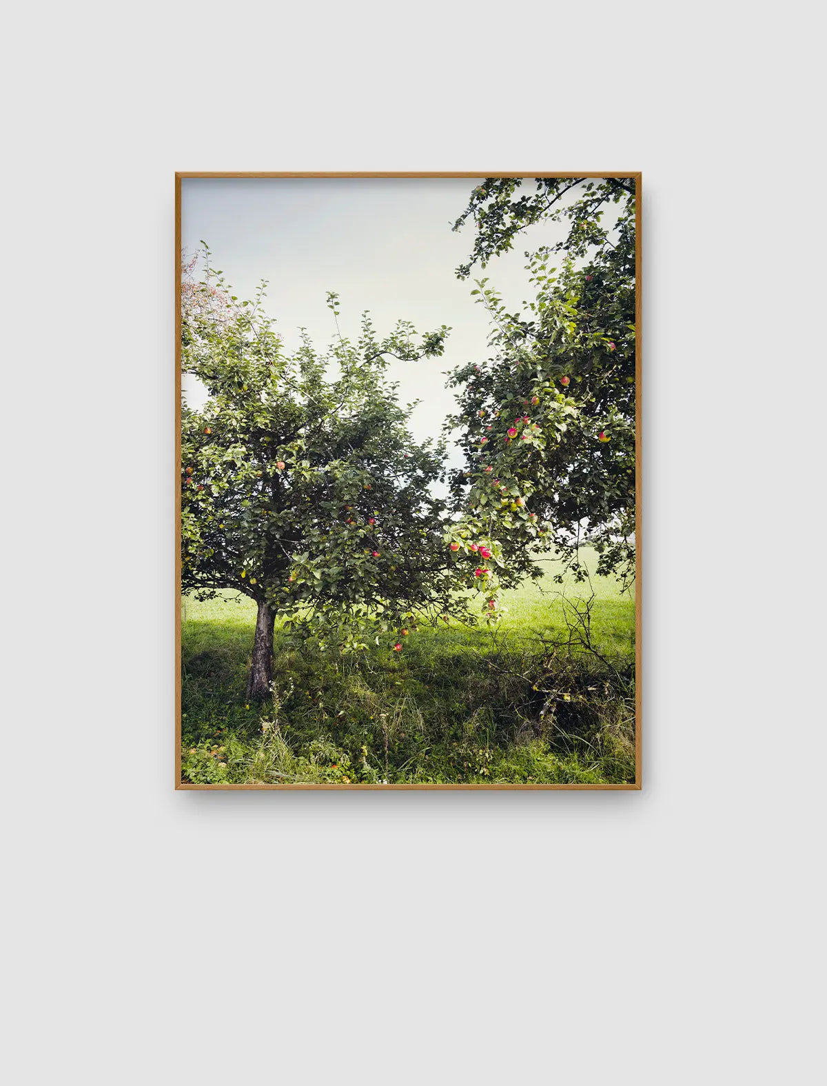 Orchard Canopy Light – lichtes Obstgartenmotiv mit offenem Himmel und roten Früchten von Sonja Priller.