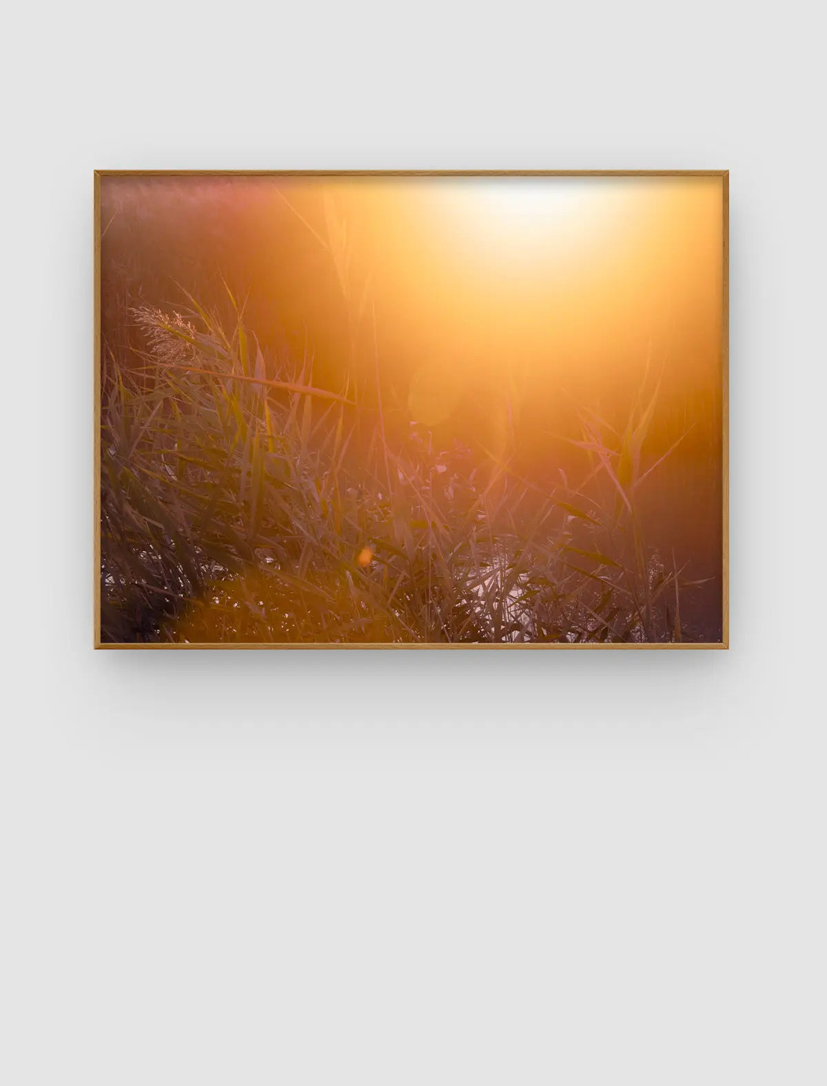 Amber Reed Glow – warmes Lichtbild aus Schilf, Gräsern und Wasserreflexen von Sonja Priller.